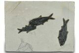 Plate of Three Fossil Fish (Knightia) - Wyoming #309843-1